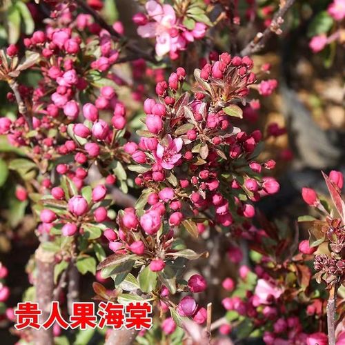 造型海棠】海棠花多头盆栽盆景耐寒室内外四季开花重瓣 贵人果海棠 3