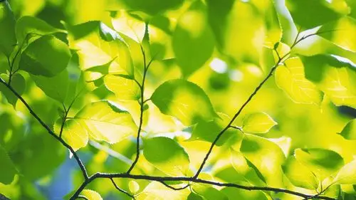 清新绿色树叶高清护眼图片桌面壁纸下载高清大图预览1920x1080_植物