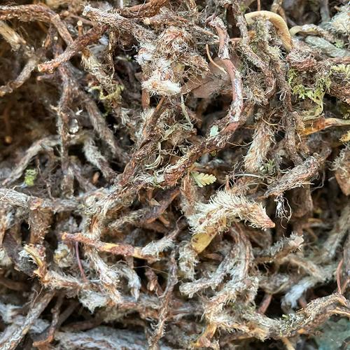 天然白毛蛇根冷背野生根中药材白毛骨碎补阴石蕨石奇蛇石蚕无添硫