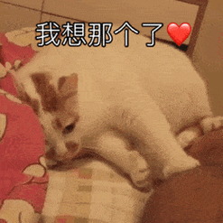 我想那个了(喵星人撩妹撩汉 gif 动图表情包)小宝贝我来了(喵星人 gif