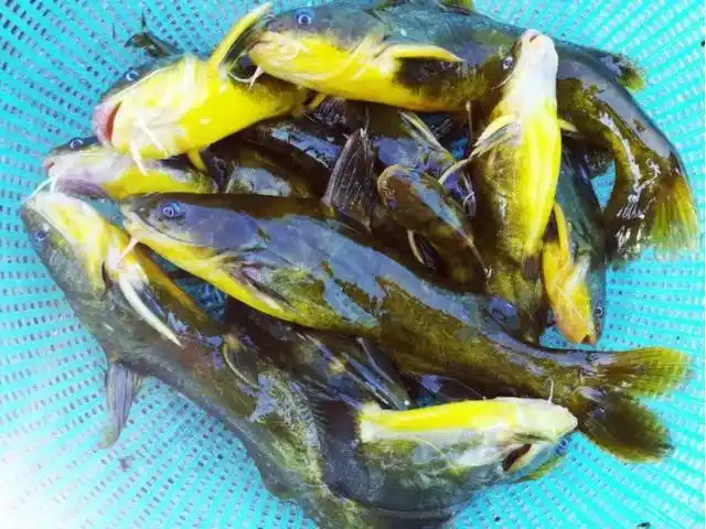 昂刺鱼又名黄辣丁,汪刺鱼,在江浙一带,大部分人喜欢把这种鱼称作"昂刺