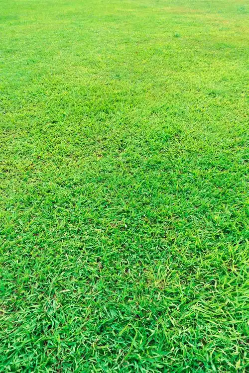 草地草坪背景高清图片