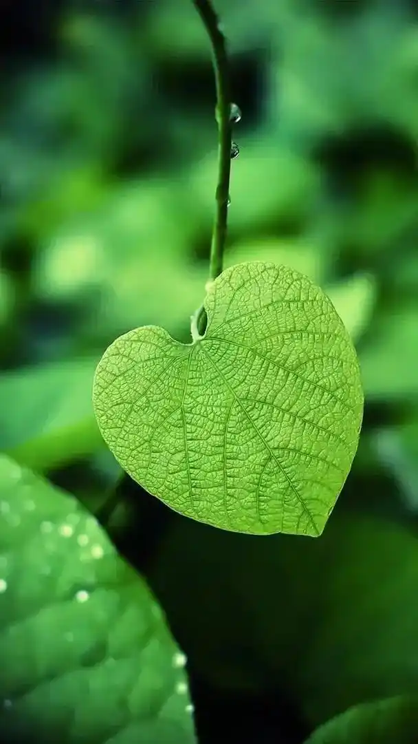 我的抖音生活日记 #绿色 #手机壁纸 #护眼壁纸 #绿植  - 抖音