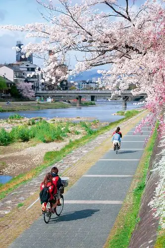 京都鸭川边樱花盛开,放学归家的少年骑车而过 f5.6,1/800秒,iso200