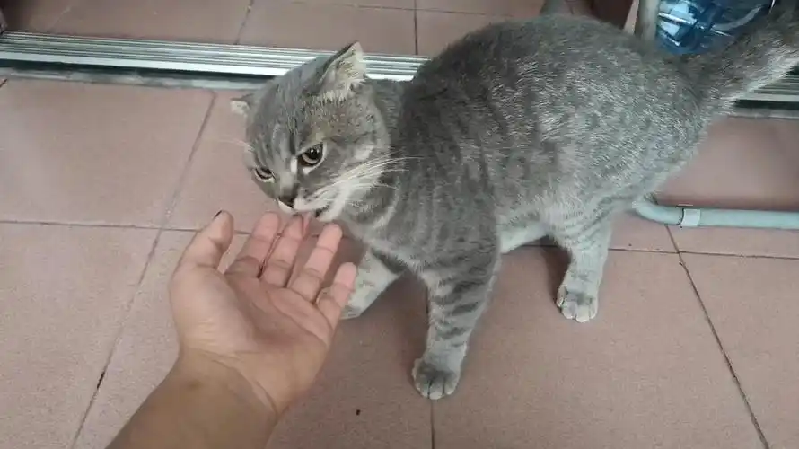 已领求删银渐层蓝猫串折耳领养无锡上海苏州可送猫上门