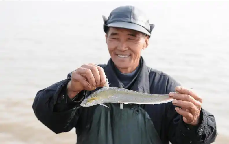 刀鱼的"生命线":长江禁渔东扩,洄游刀鱼增多,渔汛能恢复吗?