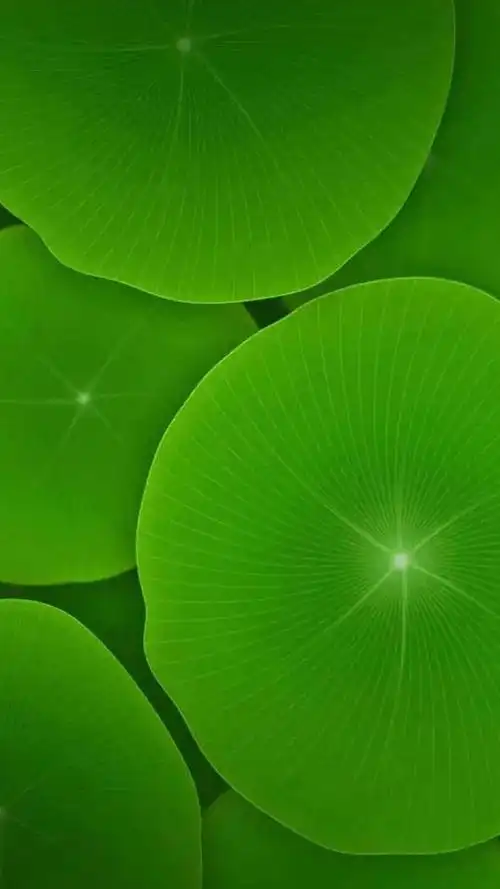 清新护眼植物,高清图片,手机锁屏桌面-壁纸族