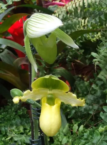 报春兜兰 (植物)