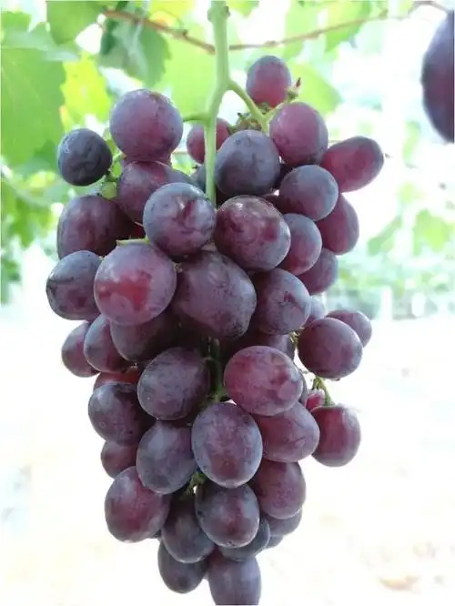 2019年鲜食葡萄新品种系简介修订版