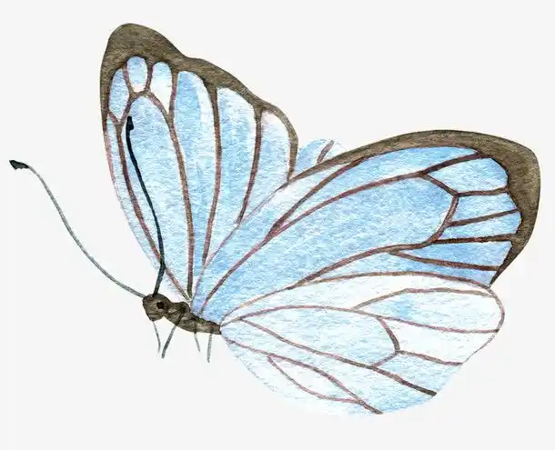 手绘蝴蝶