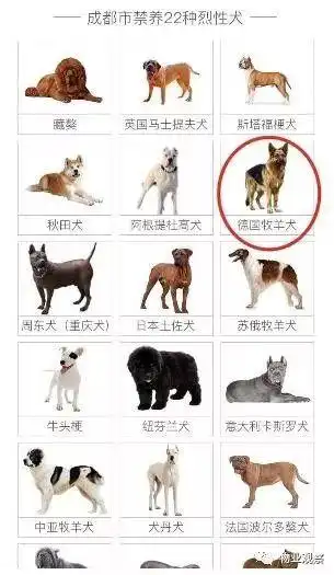 13岁少年遭小区德牧多处咬伤!涉事狗系禁养犬:无证未拴绳