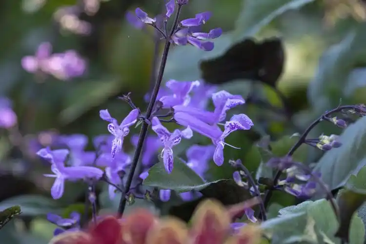 莫娜紫香茶菜vv首发