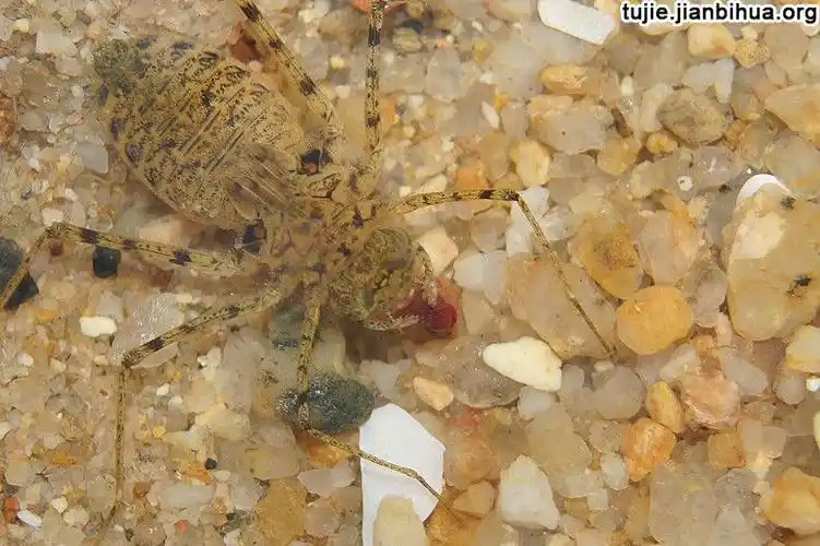 图解蜻蜓的孵化过程