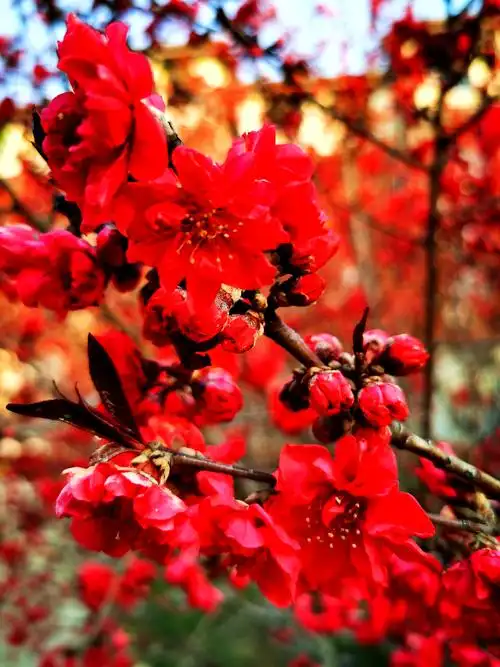 桃梅盛开花正红