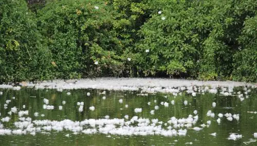 梅城文化公园木棉花絮漫天飞,现场景象十分可观