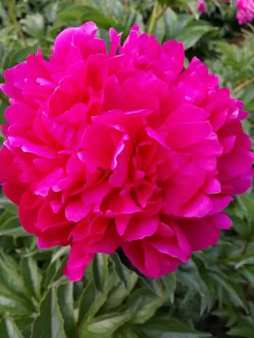 芍药花这么美,为什么刘禹锡在诗中却写道:庭前芍药妖