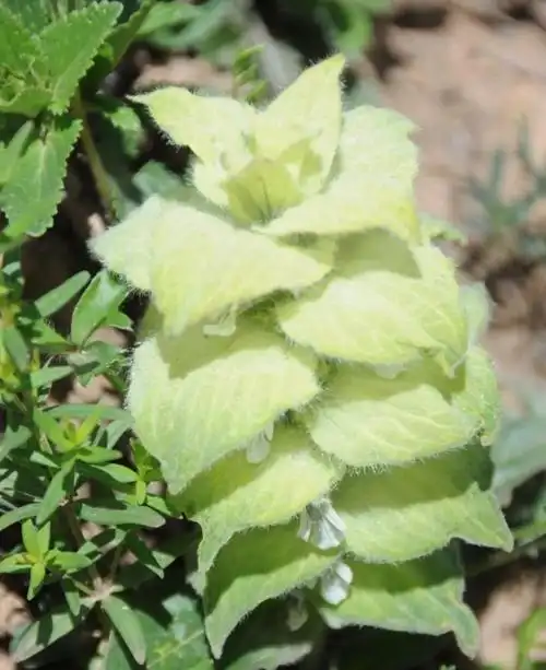 三江源国家公园植物系列九白苞筋骨草