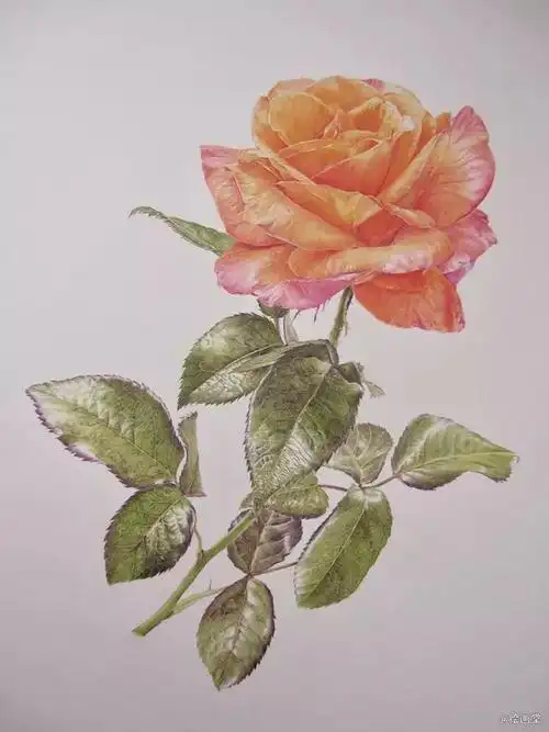 janie·pirie,写实彩铅,彩铅画玫瑰,彩铅画樱桃,片片分明的花瓣,细腻