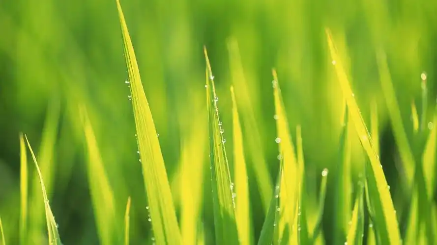 走过绿意小清新绿色1920*1080高清壁纸