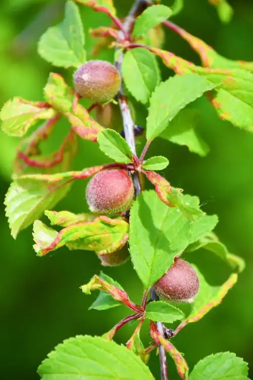 榆叶梅果实,原创拍摄