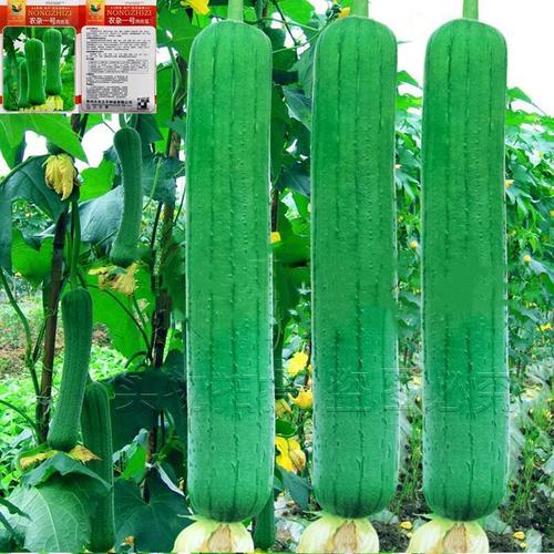 高产特大肉丝瓜种子苗子春夏秋季特长丝瓜农家庭院爬藤蔬菜菜种孑