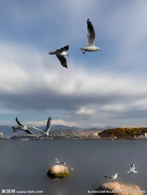 海上蓝天白云飞翔海鸥图片