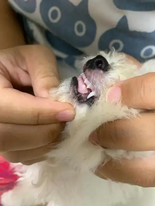 请问医生,这只比熊从牙齿上看是否有两个月?谢谢