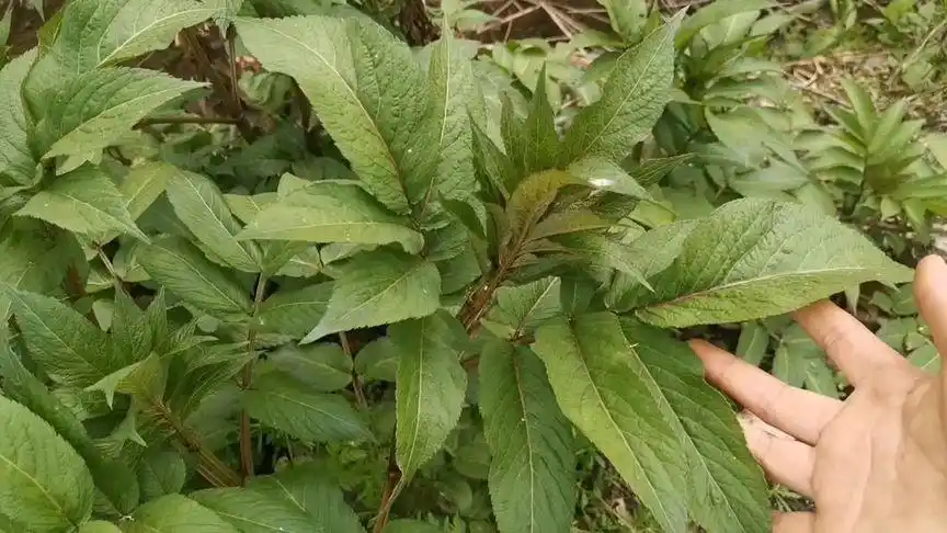 接骨草又名白龙骨现在农村很少见了来了解一下吧