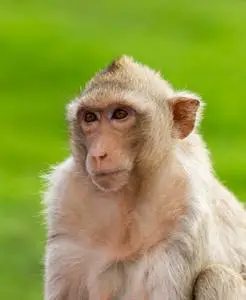 宝宝猴子特写图片