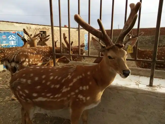 写美篇鹿油功效与作用:   鹿油就是梅花鹿或马鹿的油, 加工后的产品