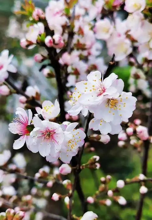 婆娑多姿的美人梅