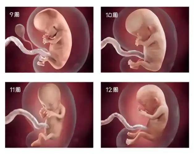 胎宝宝的外生殖器已经生成,这时候通过b超就能知道是男孩还是女孩