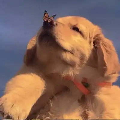 萌宠头像萌萌哒图片 高清好看的动物微信头像可爱呆萌_动物头像_美头