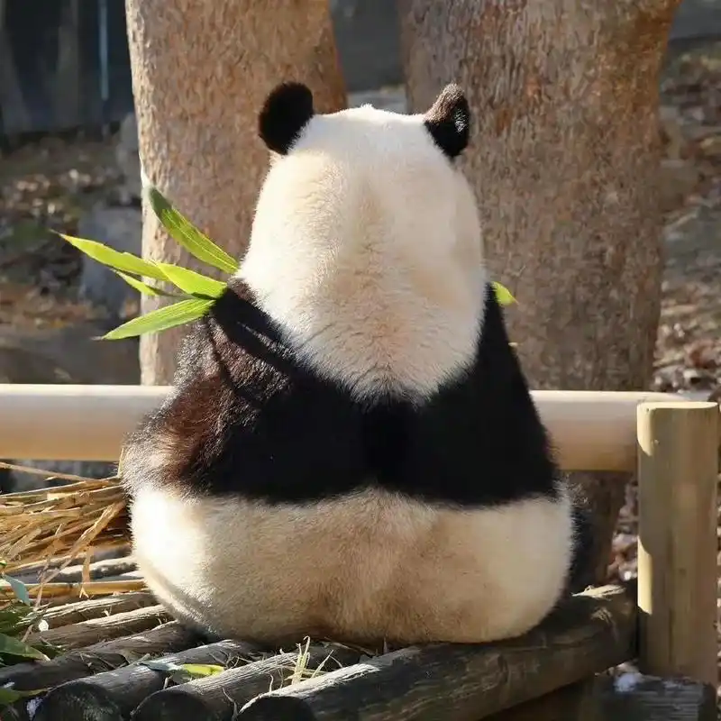 福宝可可爱爱的背影.#大熊猫福宝 #福宝 #国宝来了 - 抖音