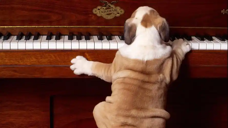 钢琴上的萌宠1080p高清电脑桌面壁纸高清大图预览1920x1080_动物壁纸