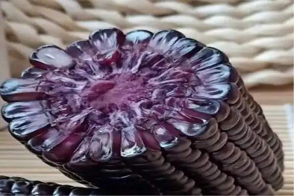 紫色的玉米苗是什么品种