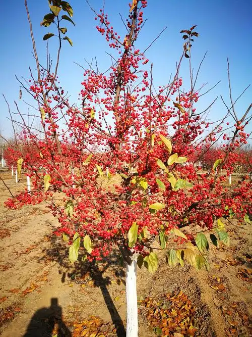 漂亮的北美海棠
