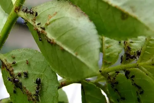 蚜虫的天敌 《小黑蚂蚁》