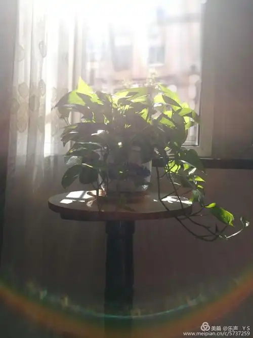 其它 透进窗户的阳光 透进窗户的阳光 一缕一缕的 使整个房间都享受着