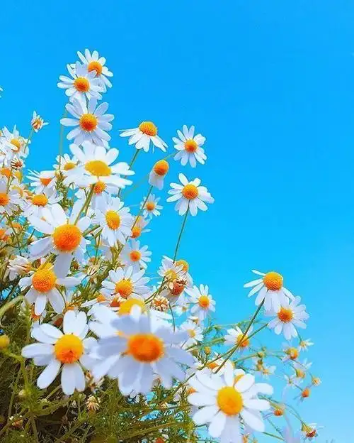 治愈人心的唯美说说短语,挑一句话做心情签名!