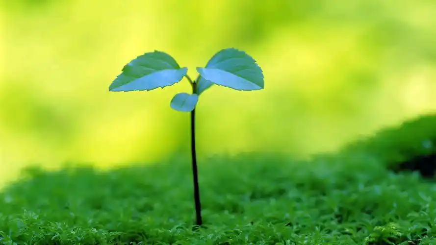 小清新嫩芽绿色护眼精选高清桌面壁纸大全(二)