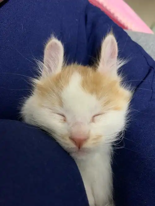 小奶猫橘猫到家第四天