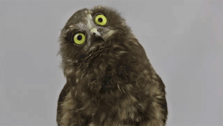 猫头鹰萌歪头gif动图_动态图_表情包下载_soogif