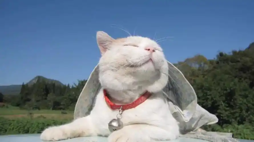 小编起初认识猫叔是在找猫咪的手机壁纸上(就是下图的猫叔),那时候就