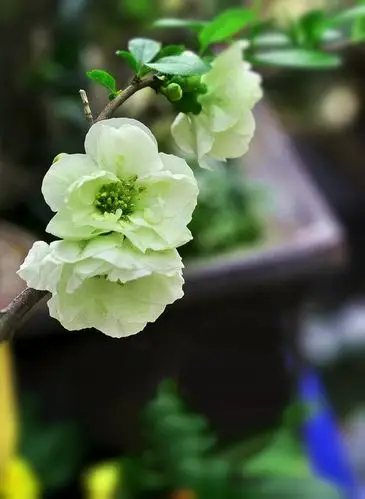 绿萼贴梗海棠花