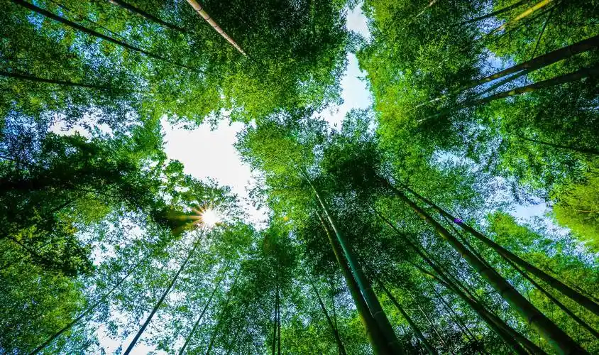 这座古村的矴步桥不输凤凰,还有韵味十足的老宅和清新脱俗的竹林_老街