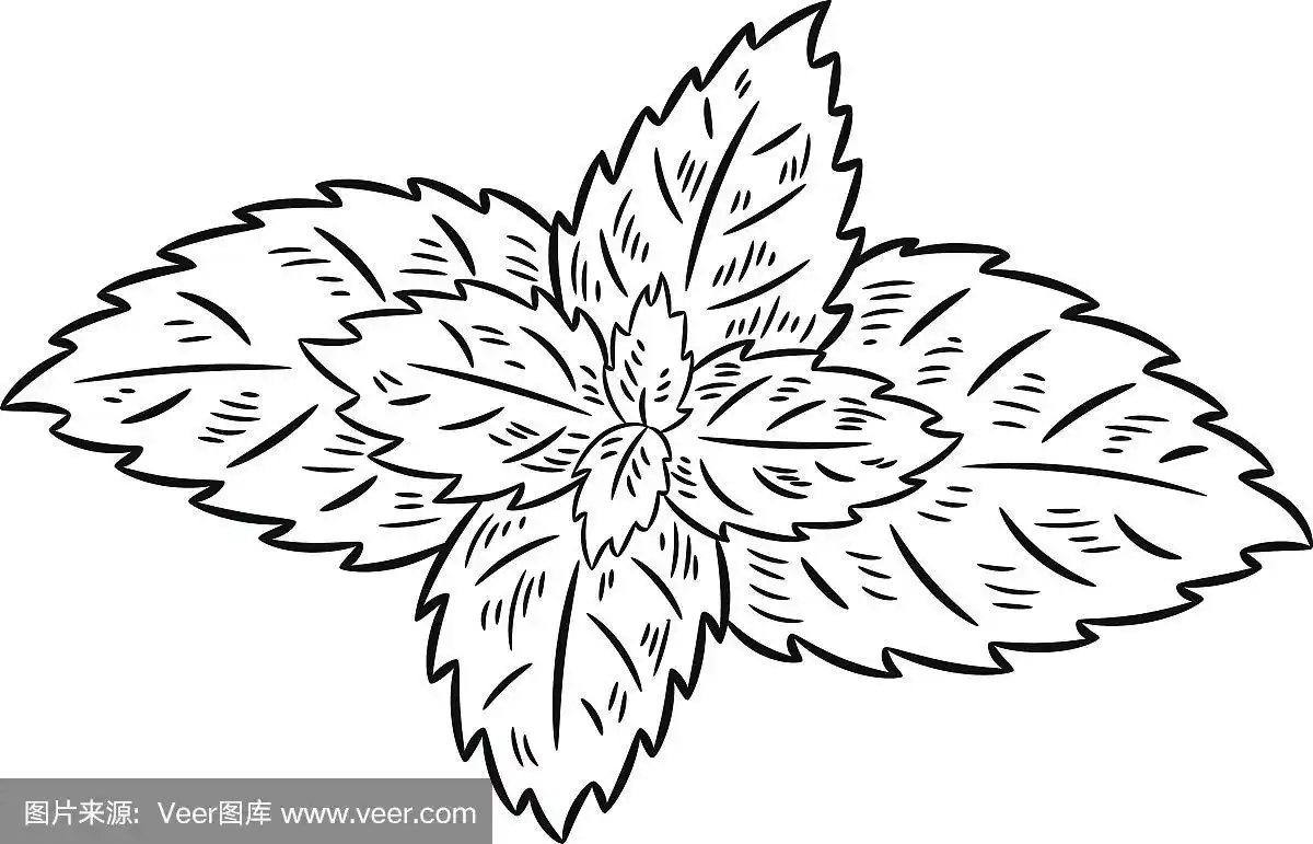 薄荷绘画.孤立在白色背景上.