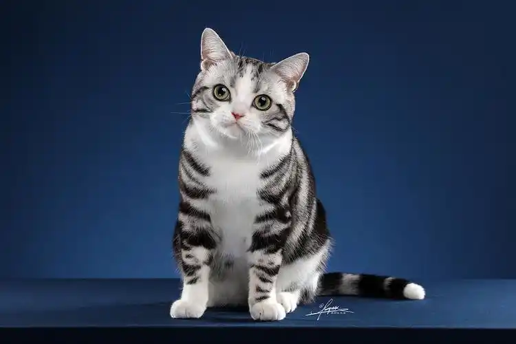 美国短毛猫amyworks,拍摄于厦门|摄影|宠物摄影|amyworks赛猫摄影_原