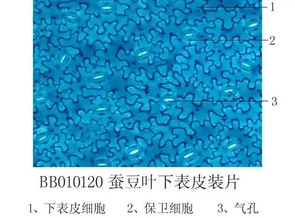 蚕豆叶下表皮装片