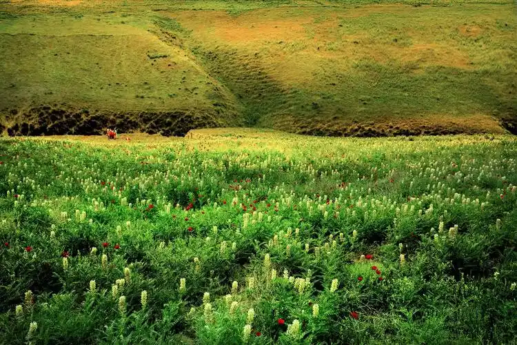 春天的草原风景图片自然风景草原春季